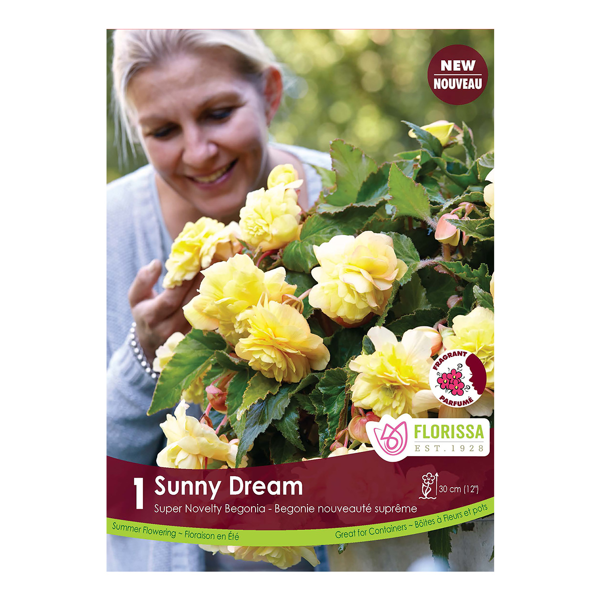 Begonia 'Sunny Dream' Tuber