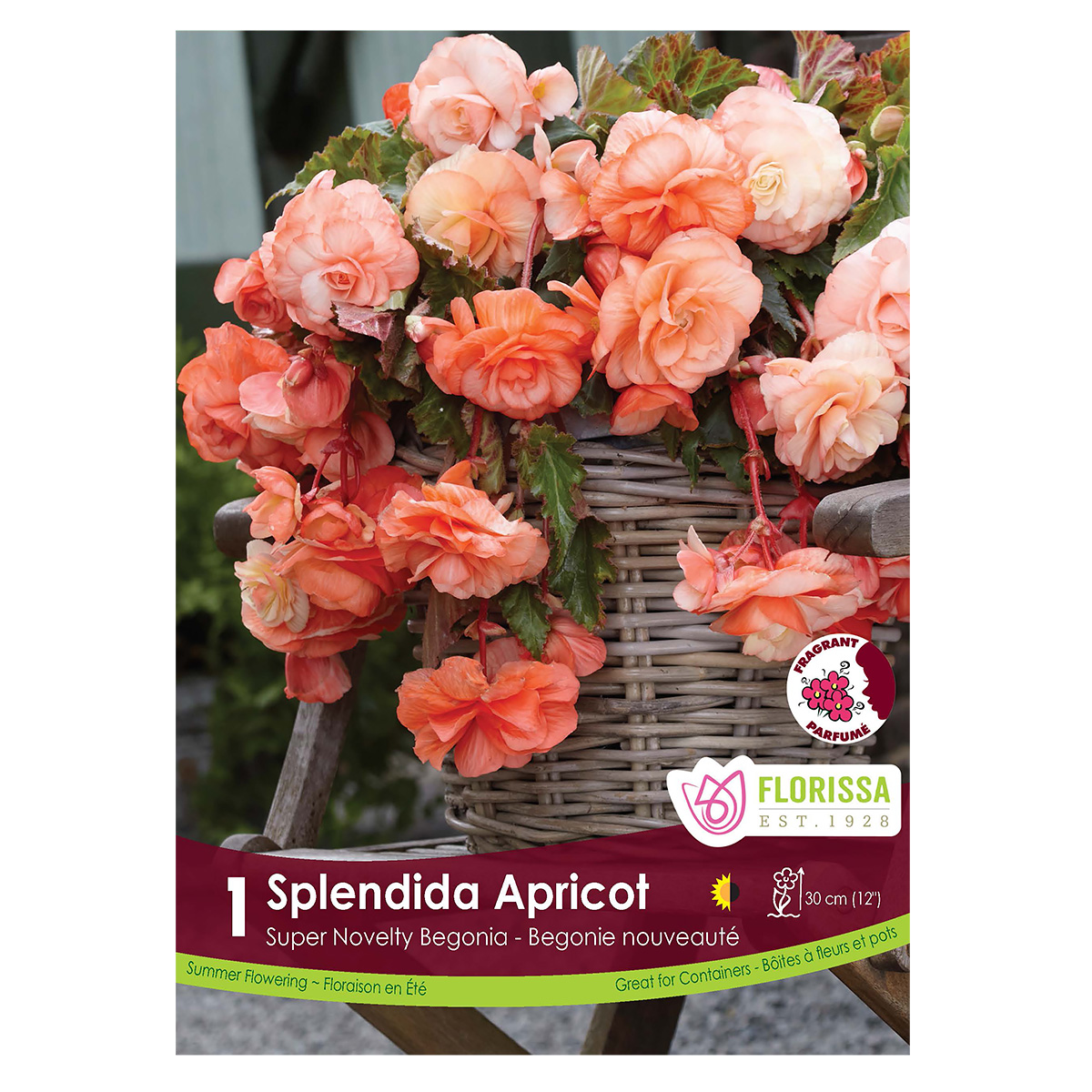 Begonia 'Splendide Apricot' Tuber