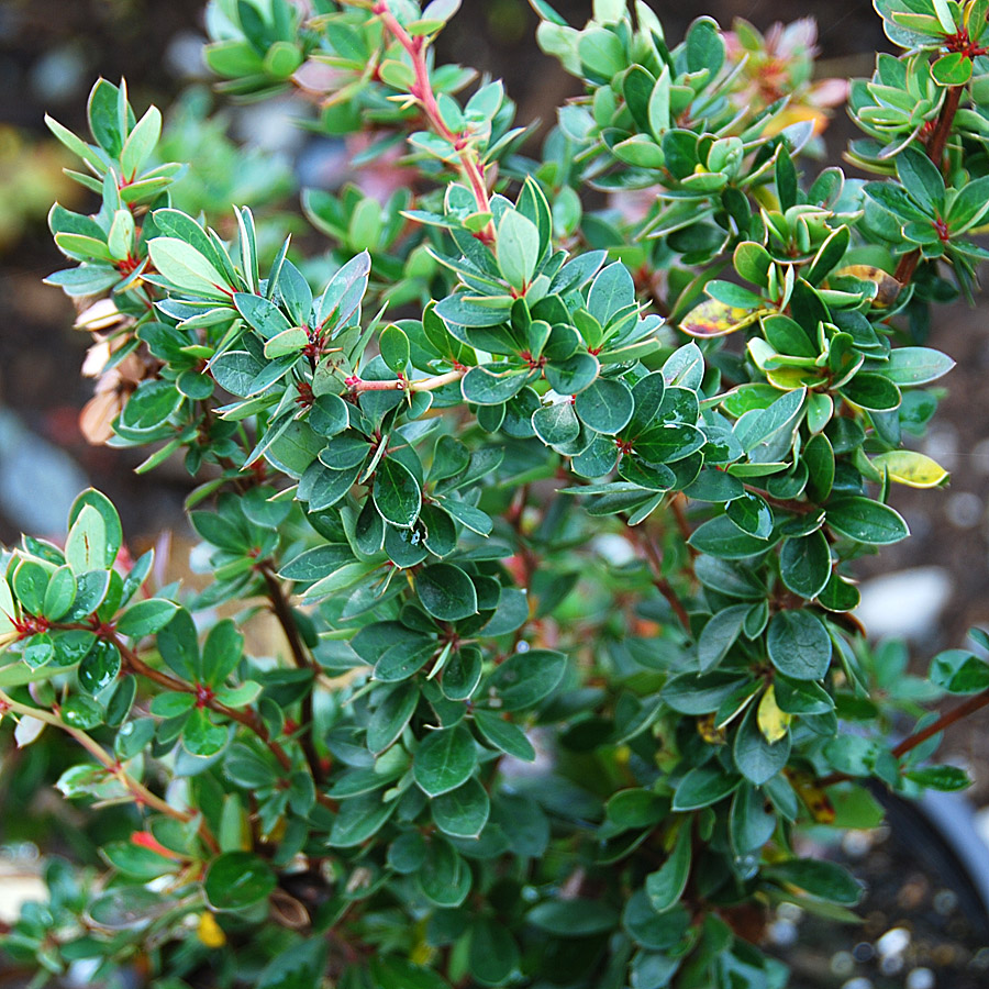 Berberis stenophylla 'Nana Compacta'