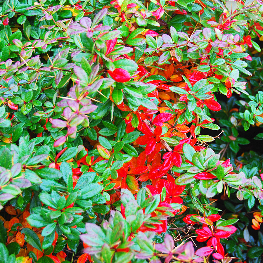 Berberis gladwynensis 'William Penn'