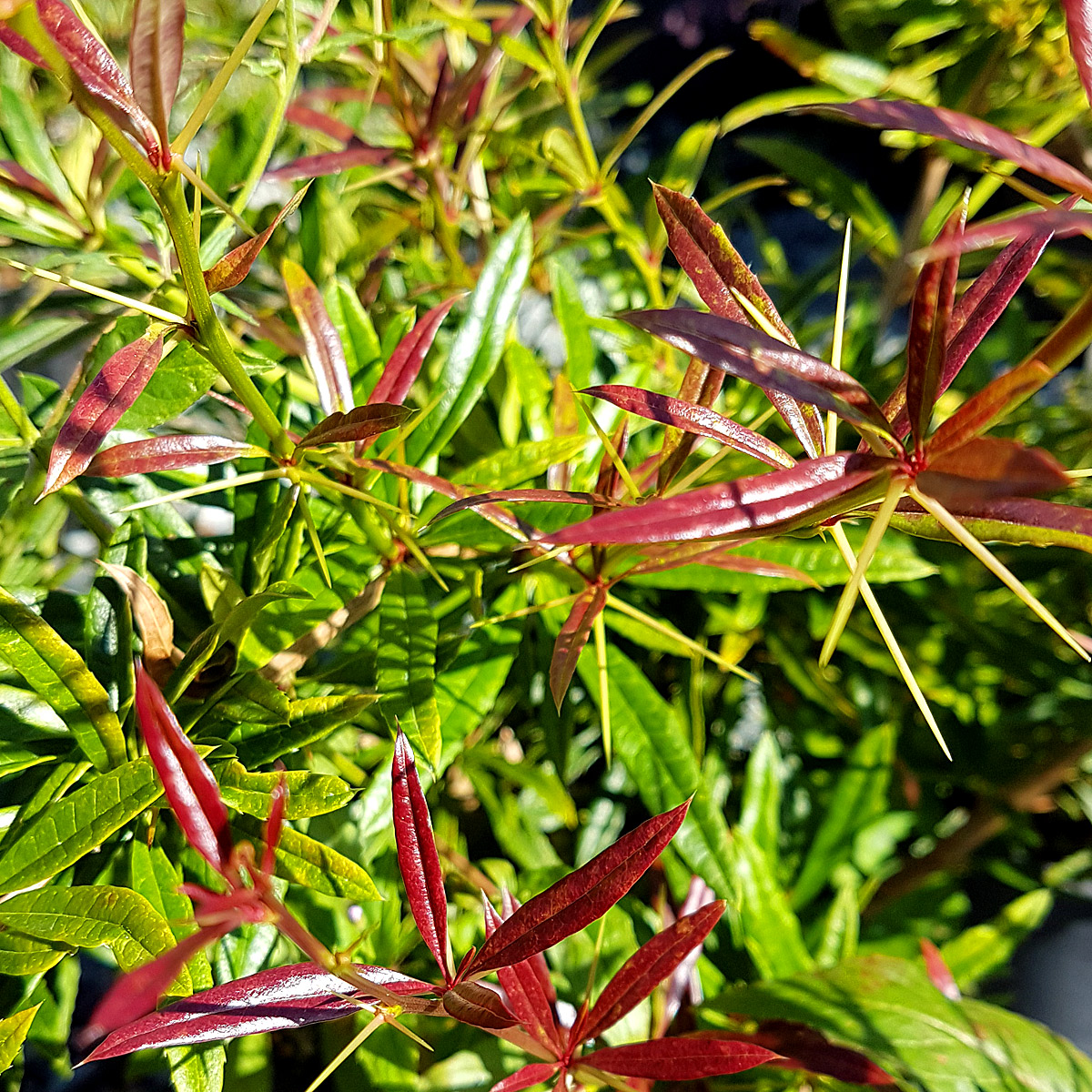 Berberis replicata 