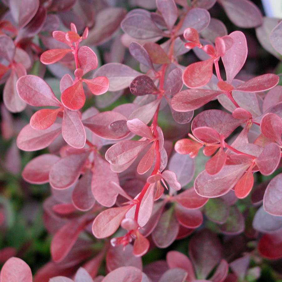 Berberis thunbergii 'Cherry Bomb'