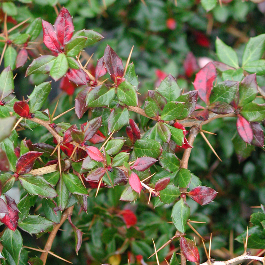 Berberis verruculosa