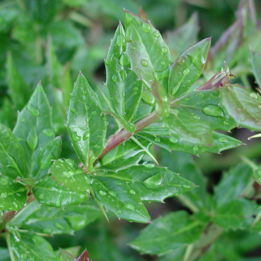 Berberis verruculosa 'Apricot Queen'