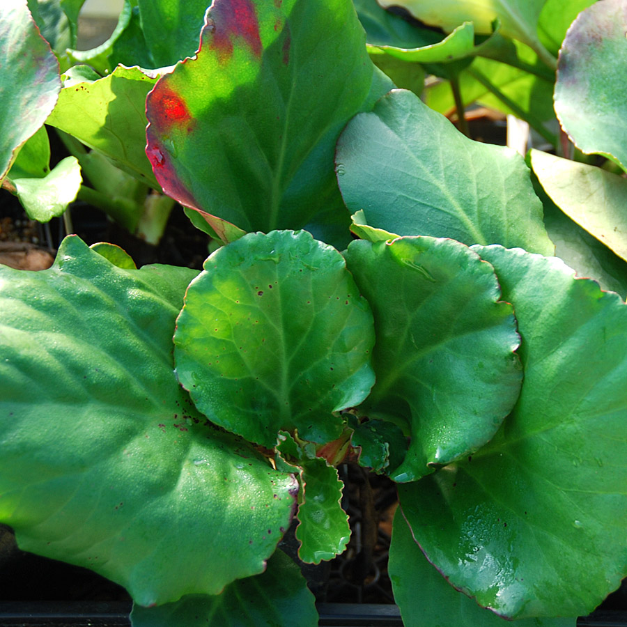 Bergenia cordifolia