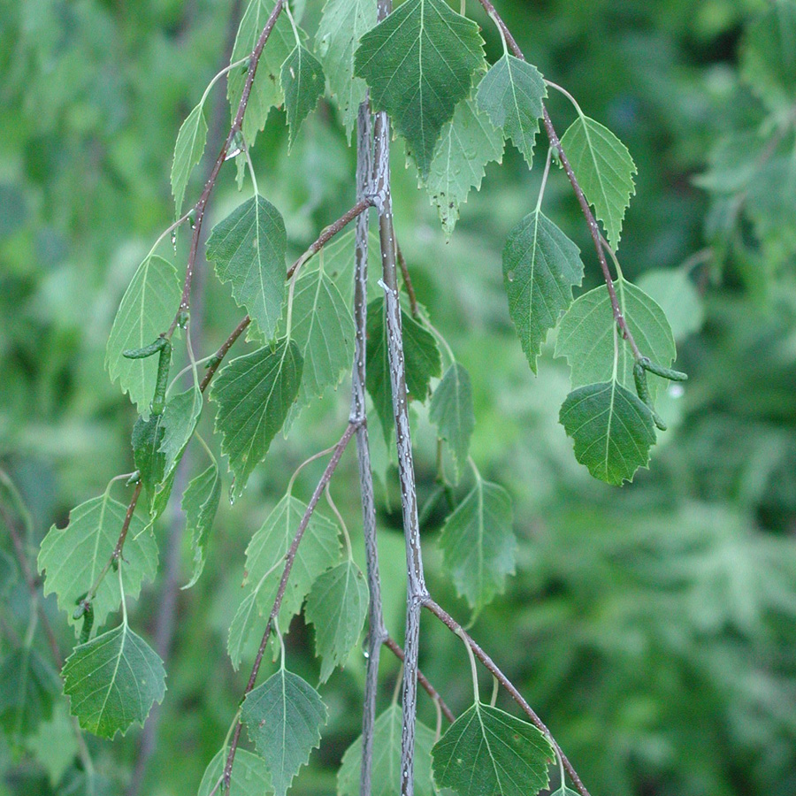 Betula pendula 'Youngii'  6-8ft