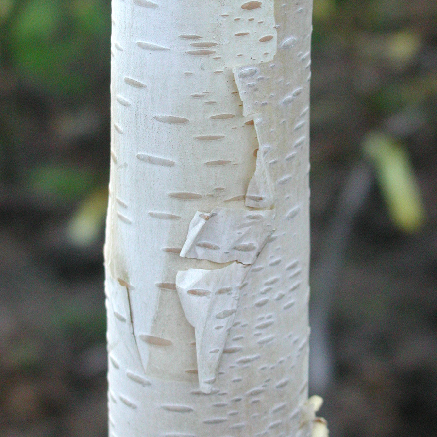 Betula utilis 'Jacquemontii' - Clump