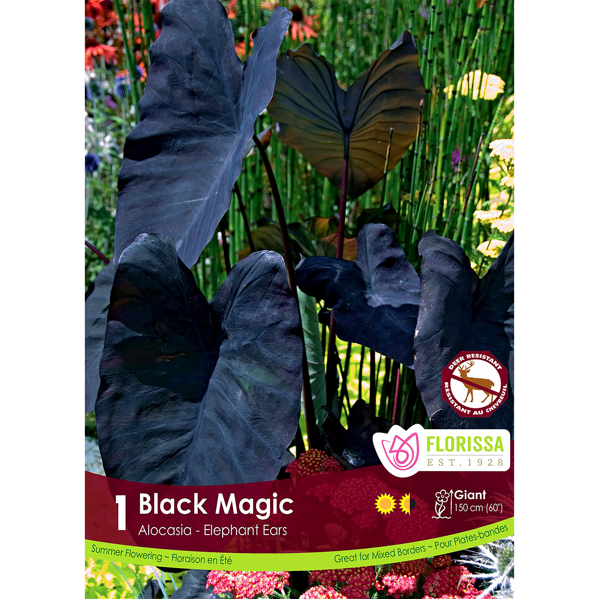 Colocasia esculenta 'Black Magic' Bulb