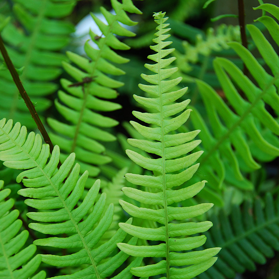 Blechnum spicant 