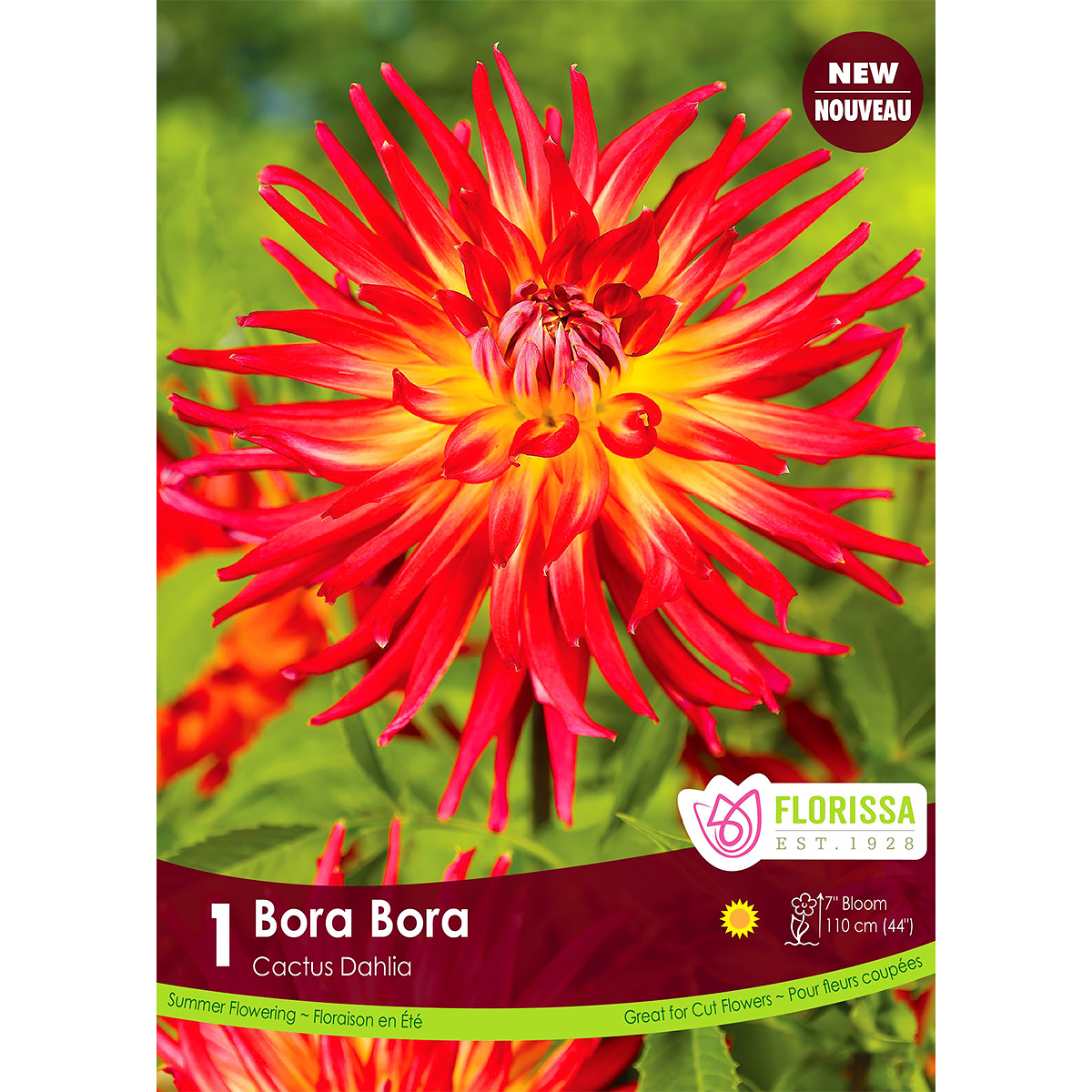 Dahlia Fringed 'Bora Bora' Tuber  