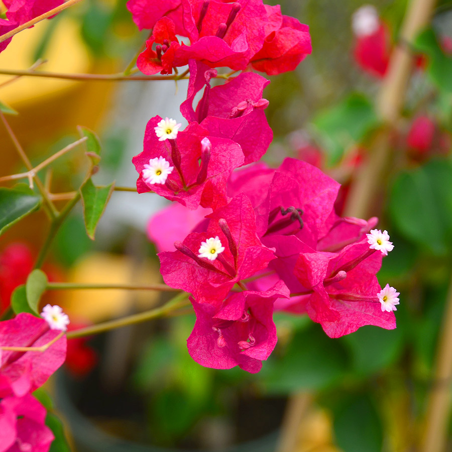 Bougainvillea 'Barbara Karst'