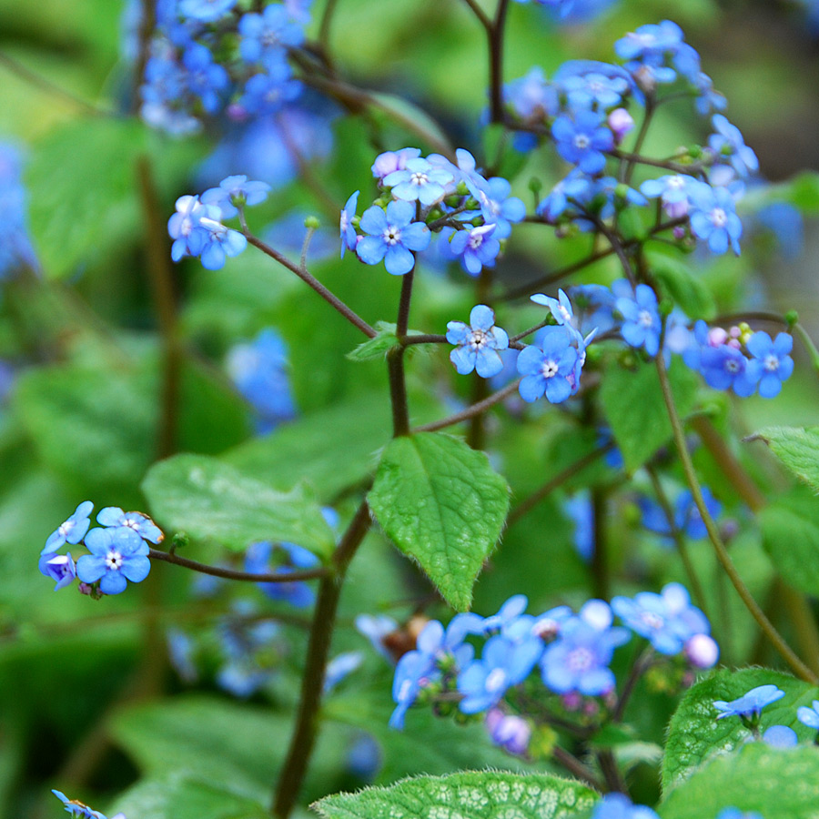 Brunnera macrophylla 'Jack Frost'