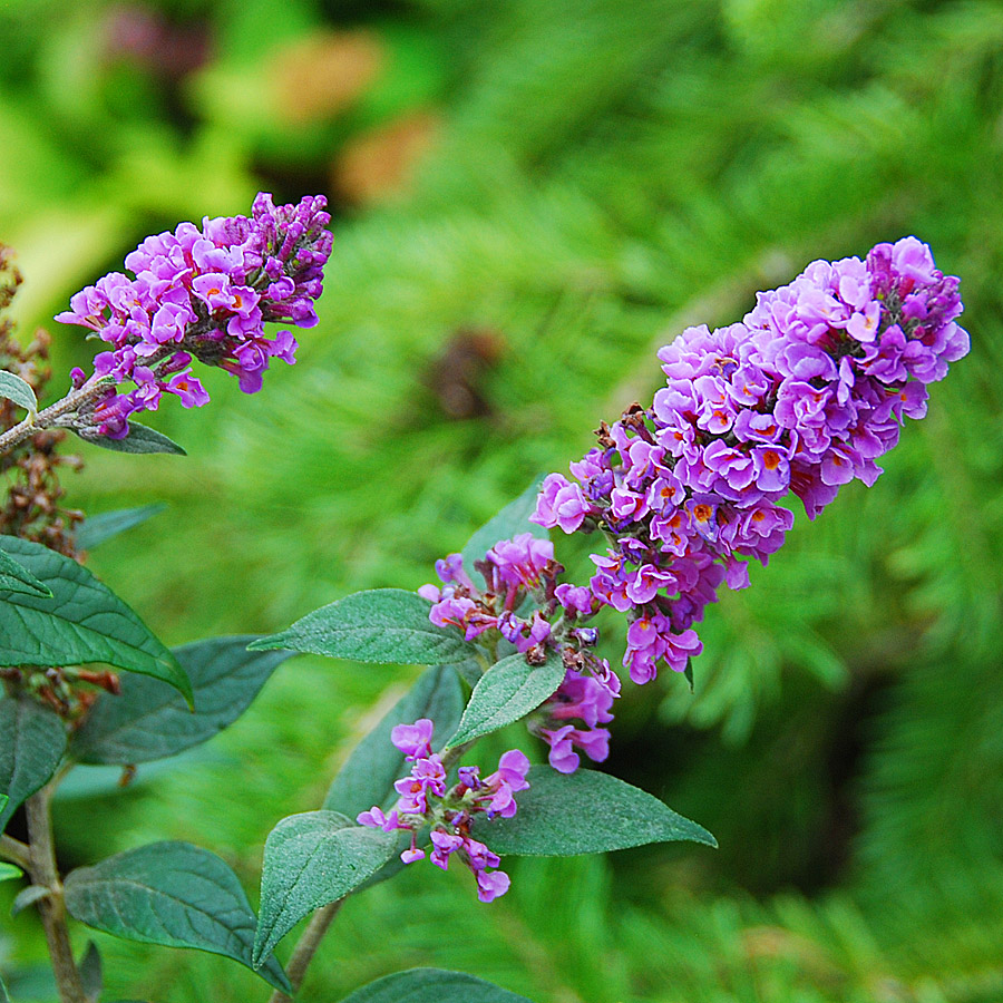 Buddleia 'Blue Chip'