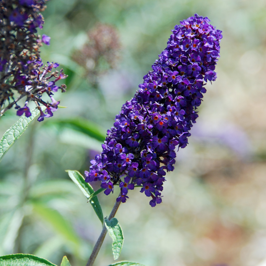 Buddleia davidii 'Black Knight'