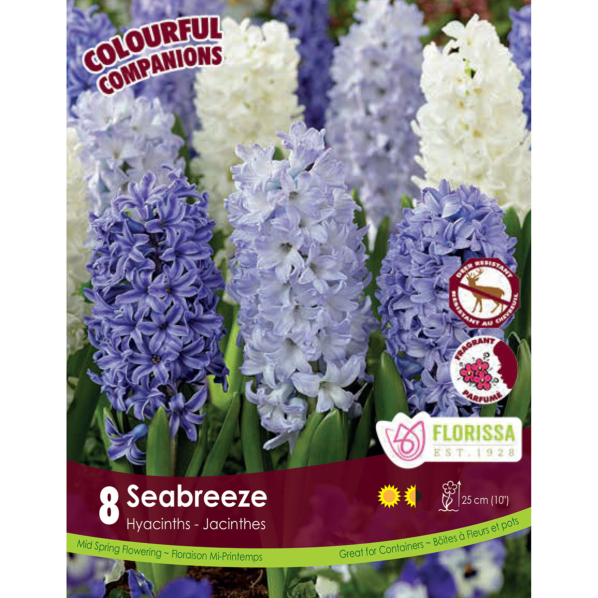 Hyacinthus 'Seabreeze' Colourful Companions Bulbs 8Pk