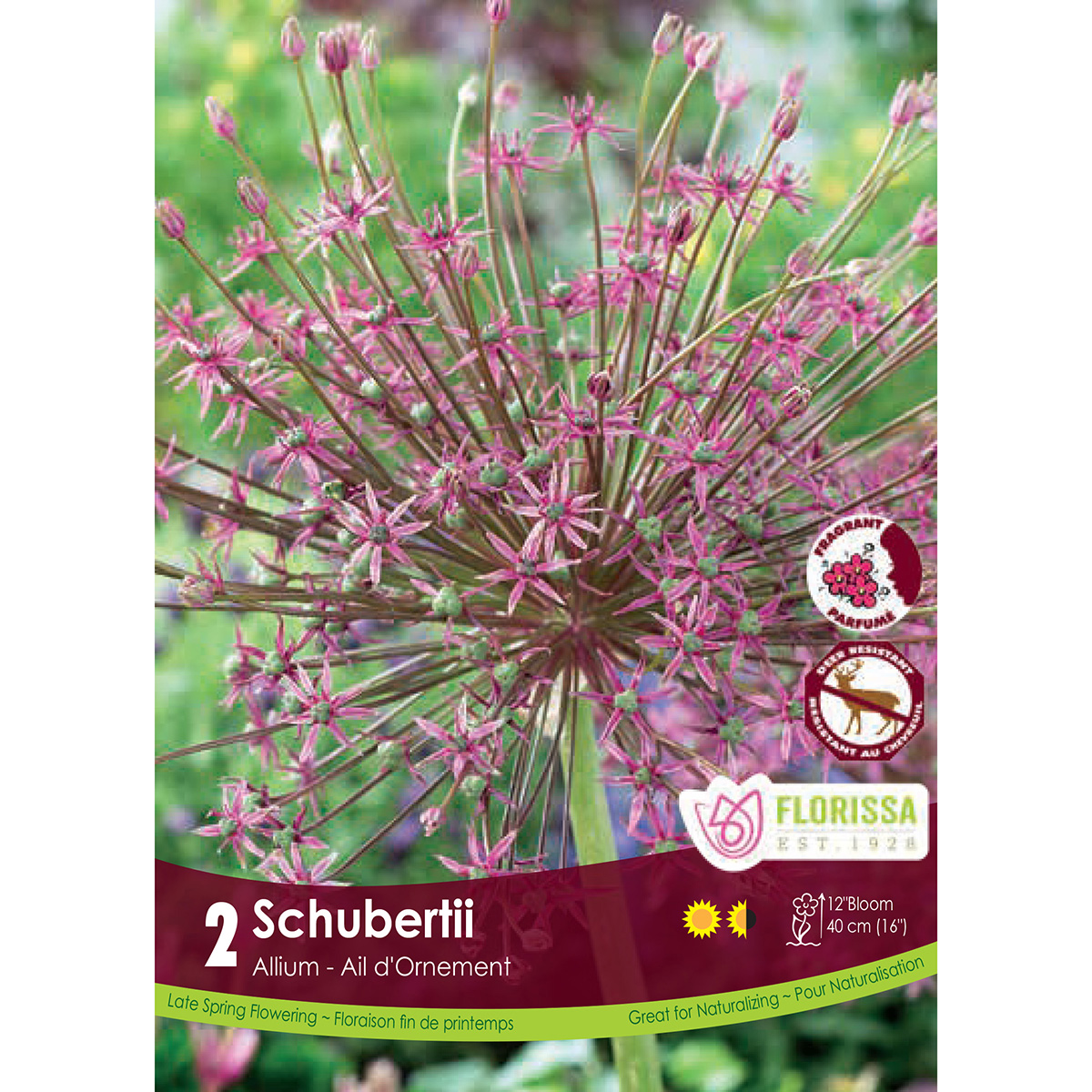 Bulb_Allium_Schubertii.jpg