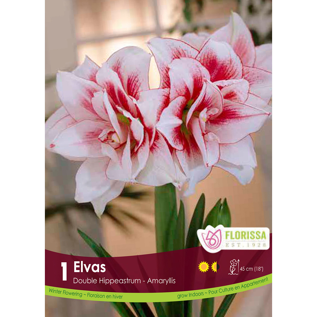 Amaryllis 'Elvas' Bulb