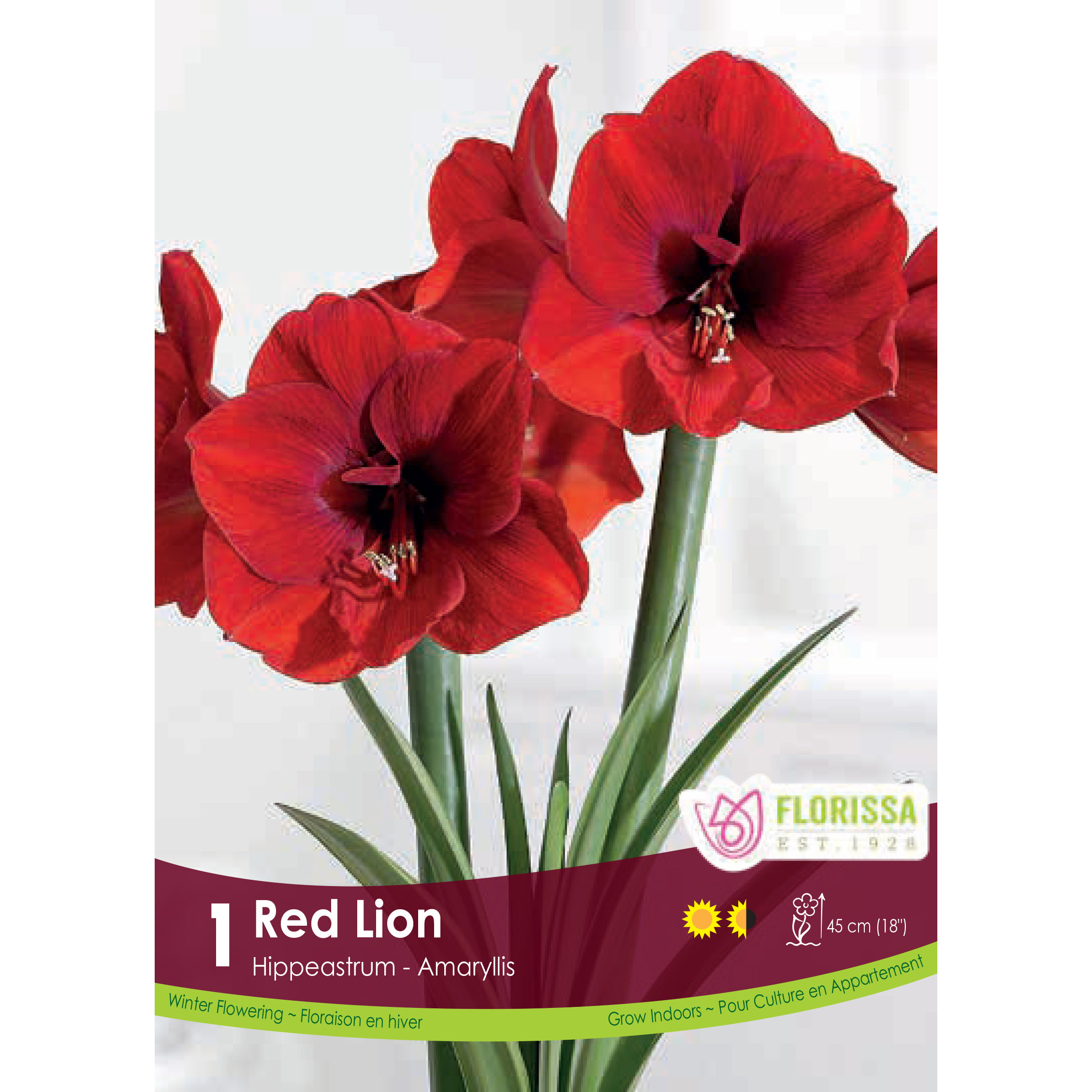 Bulb_Amaryllis_Red_Lion_2.jpg