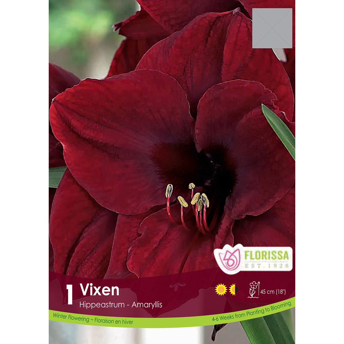 Amaryllis 'Vixen' Bulb