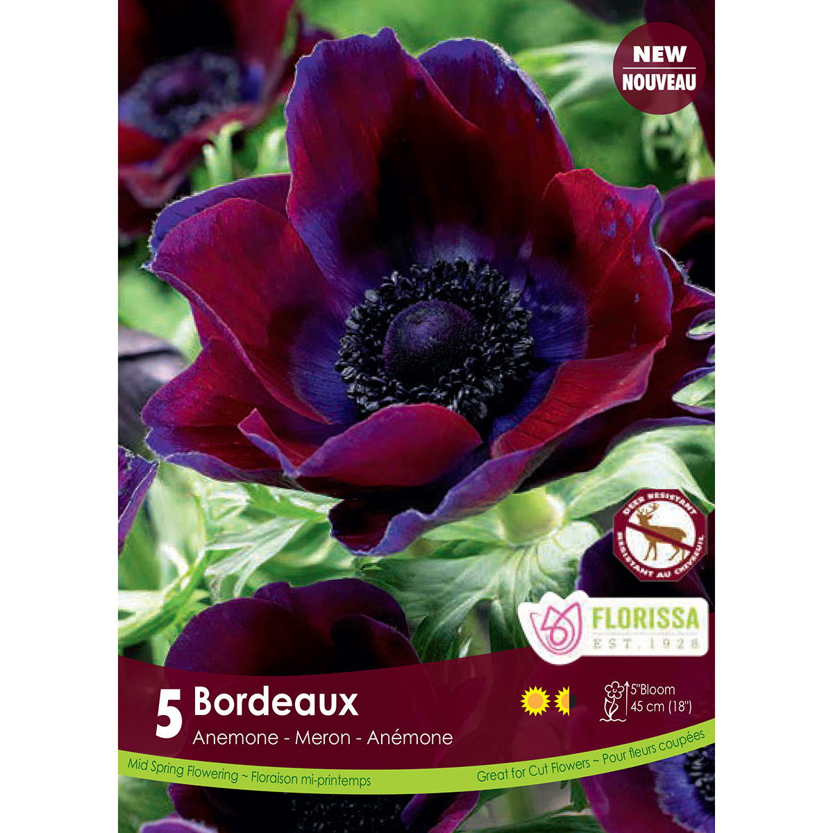 Bulb_Anemone_Bordeaux.jpg