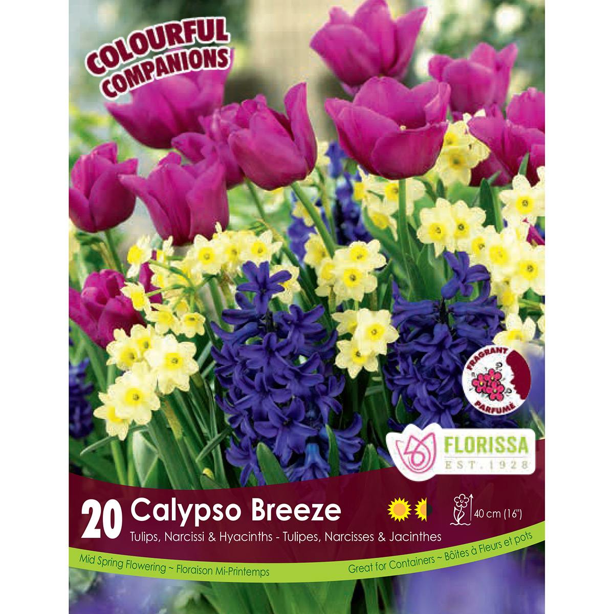 Colourful Companions Tulipa 'Calypso Breeze' Bulbs 20PK