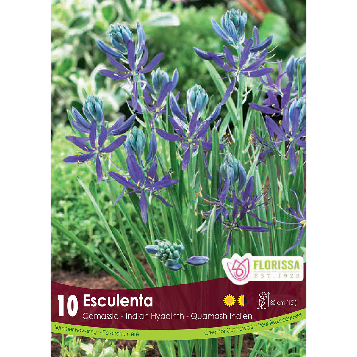 Camassia 'Esculenta Quamash' Bulbs 10Pk
