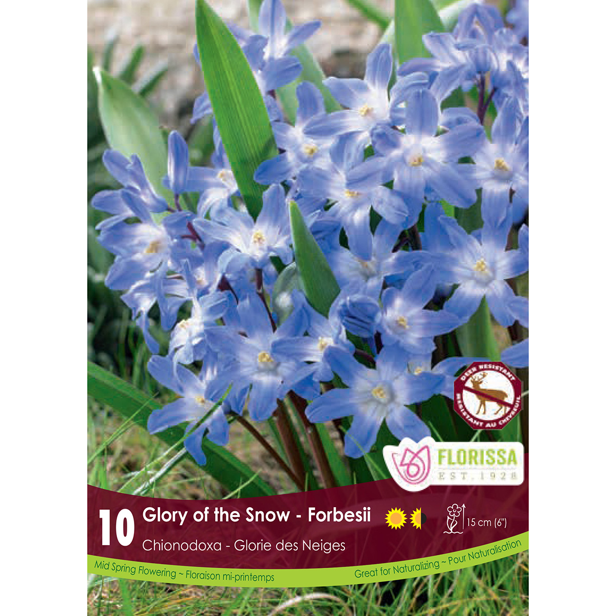 Chionodoxa 'Forbesii' Bulbs 10PK