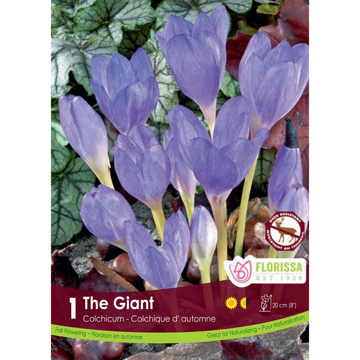 Colchicum 'The Giant' Bulbs 1PK