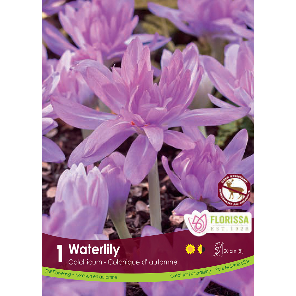 Bulb_Colchicum_Waterlily.jpg