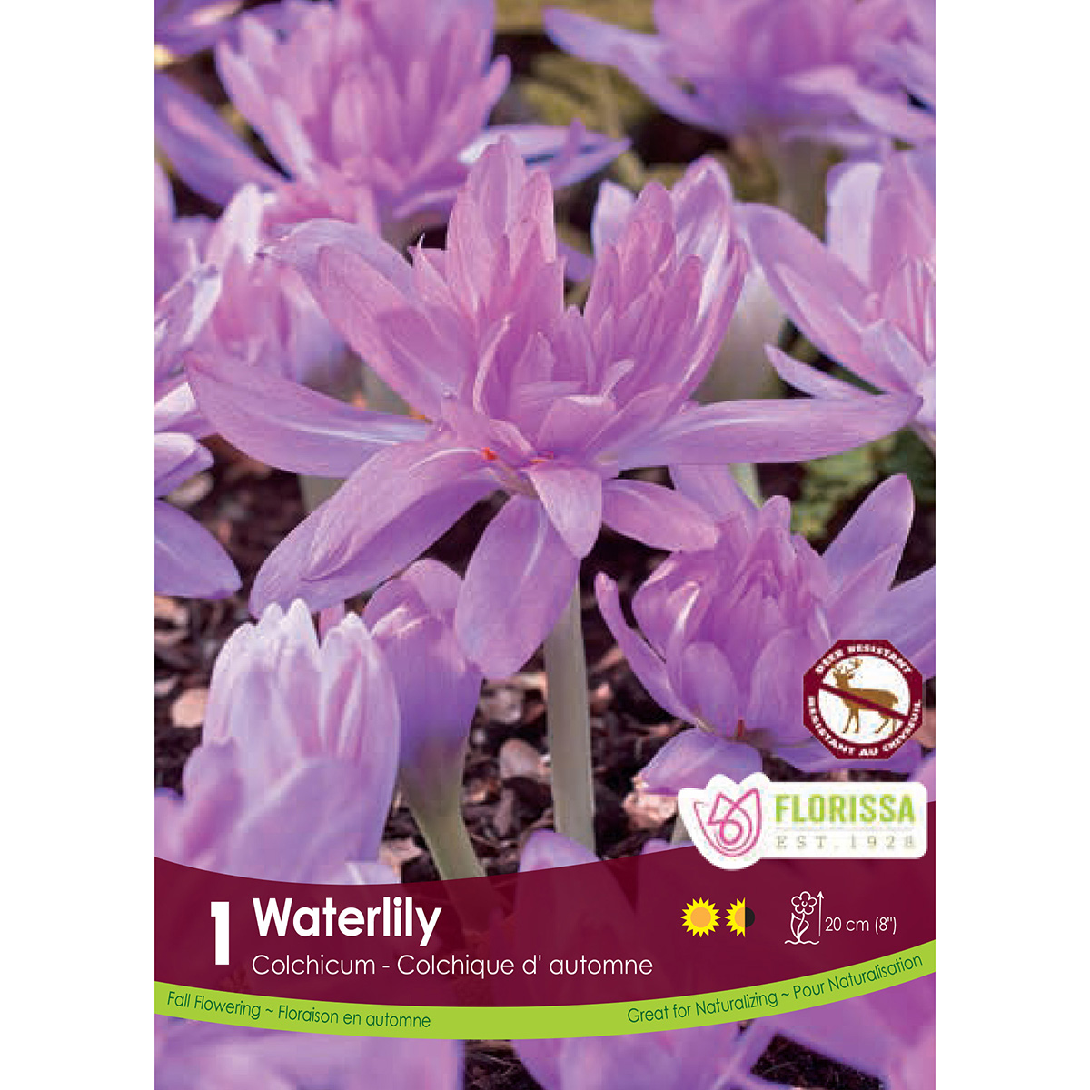 Colchicum 'Waterlily' Bulbs 1PK 