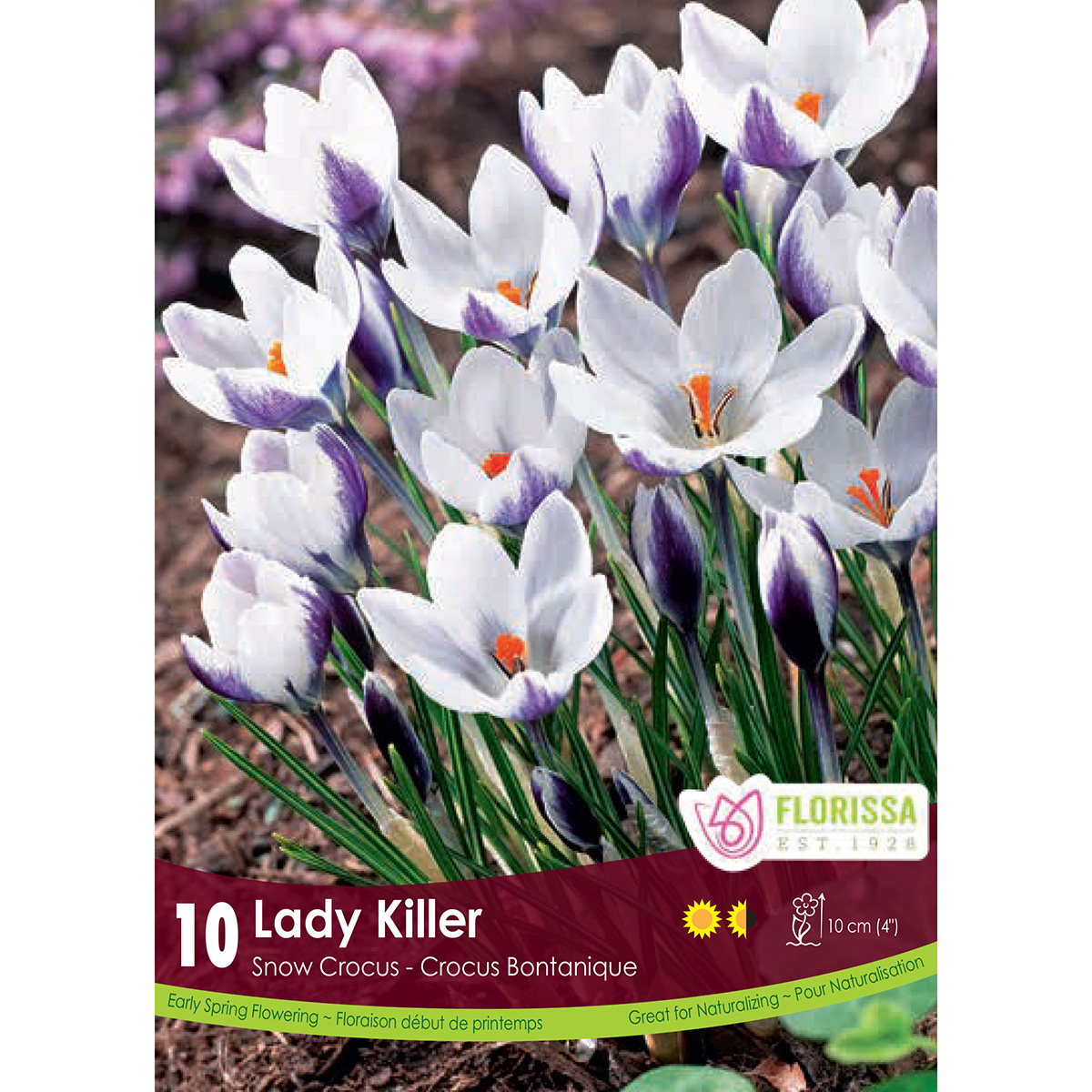 Crocus 'Lady Killer' Bulbs 10PK