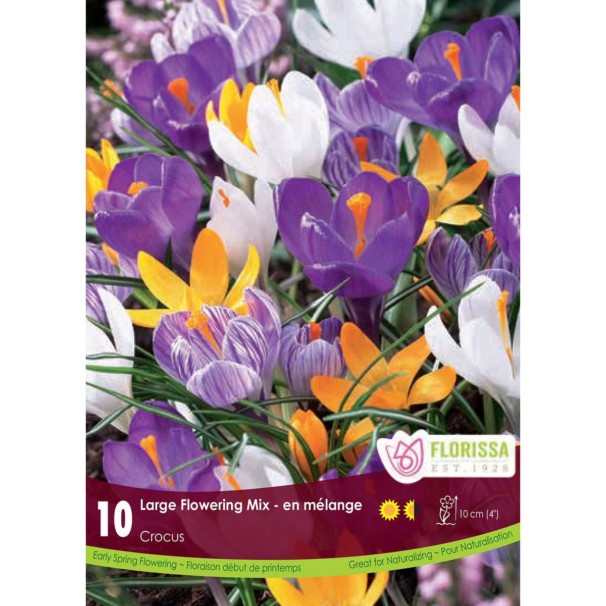 Crocus 'Large Flower Mix' Bulbs 30PK