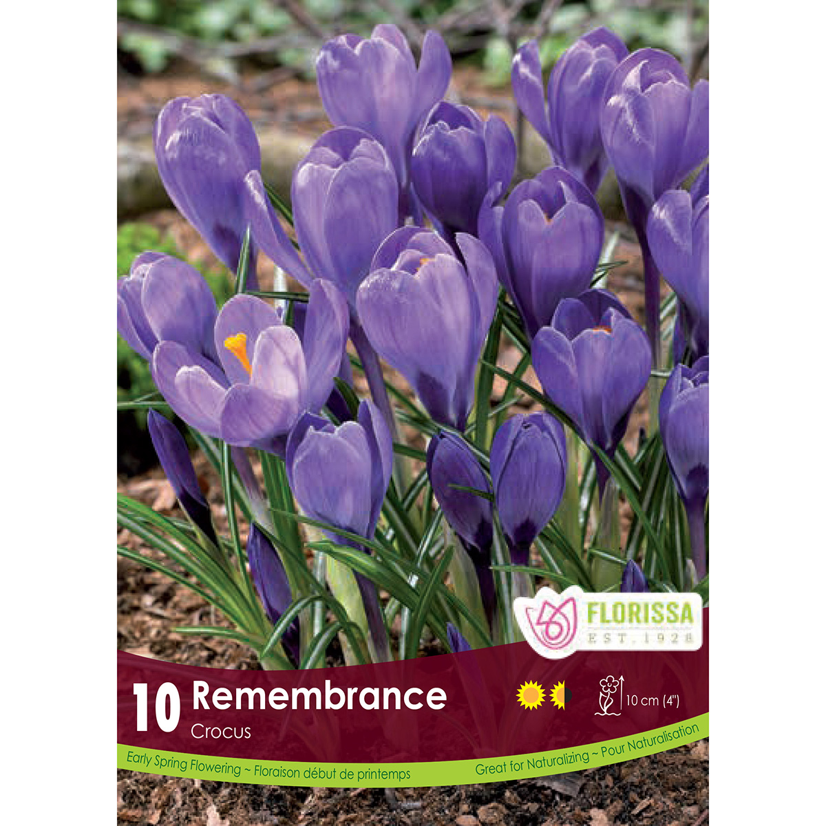 Crocus 'Remembrance' Bulbs 10PK