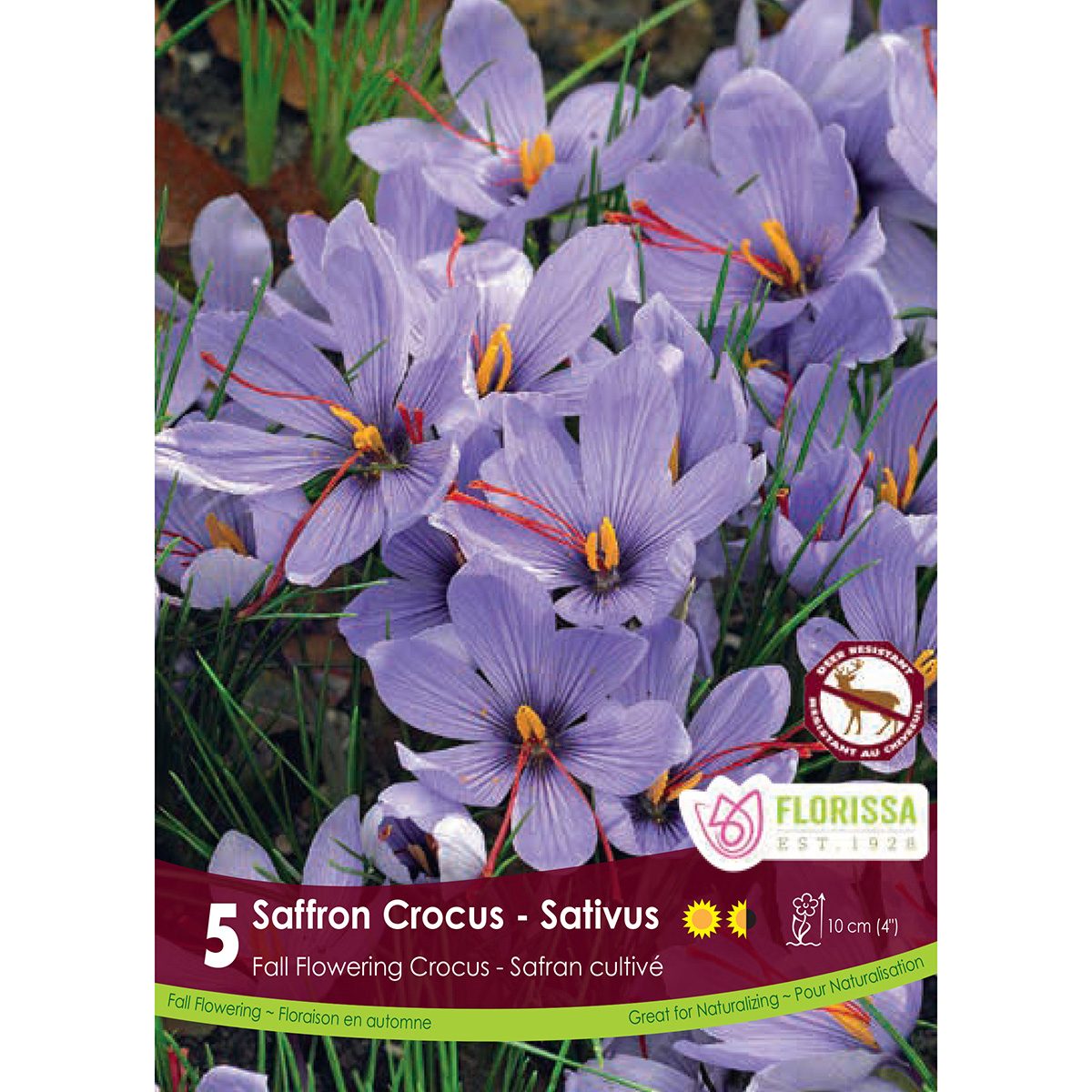 Crocus 'Sativus' Bulbs 5PK