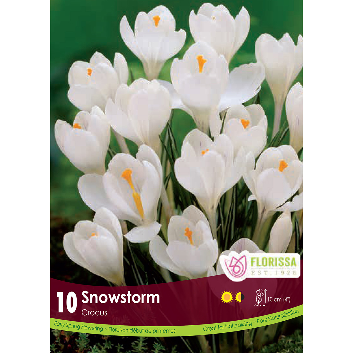 Crocus 'Snowstorm' Bulbs 10PK