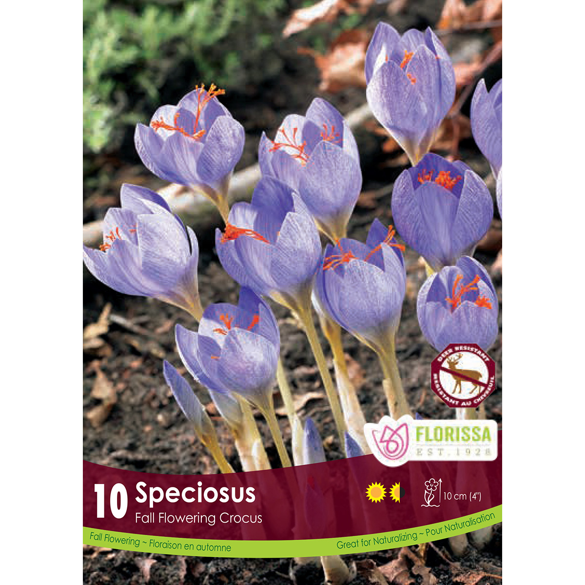 Crocus speciosus Bulbs 10PK