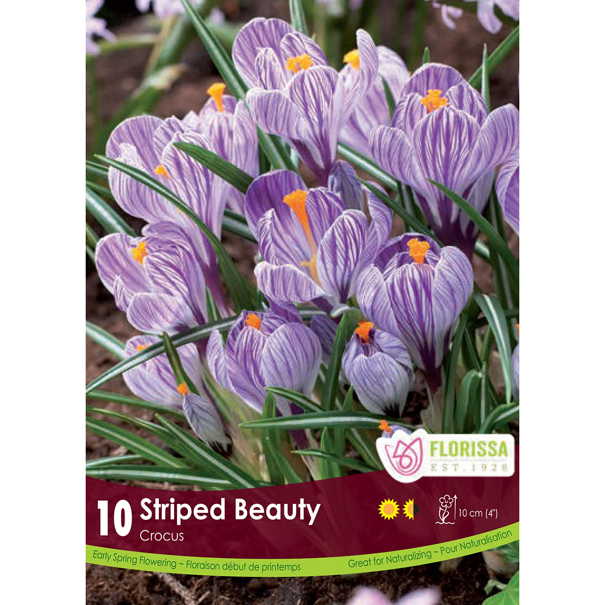 Crocus 'Striped Beauty' Bulbs 10PK