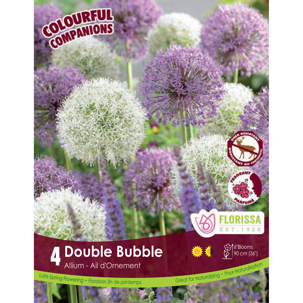 Colourful Companions 'Double Bubble' Allium Bulbs 4PK