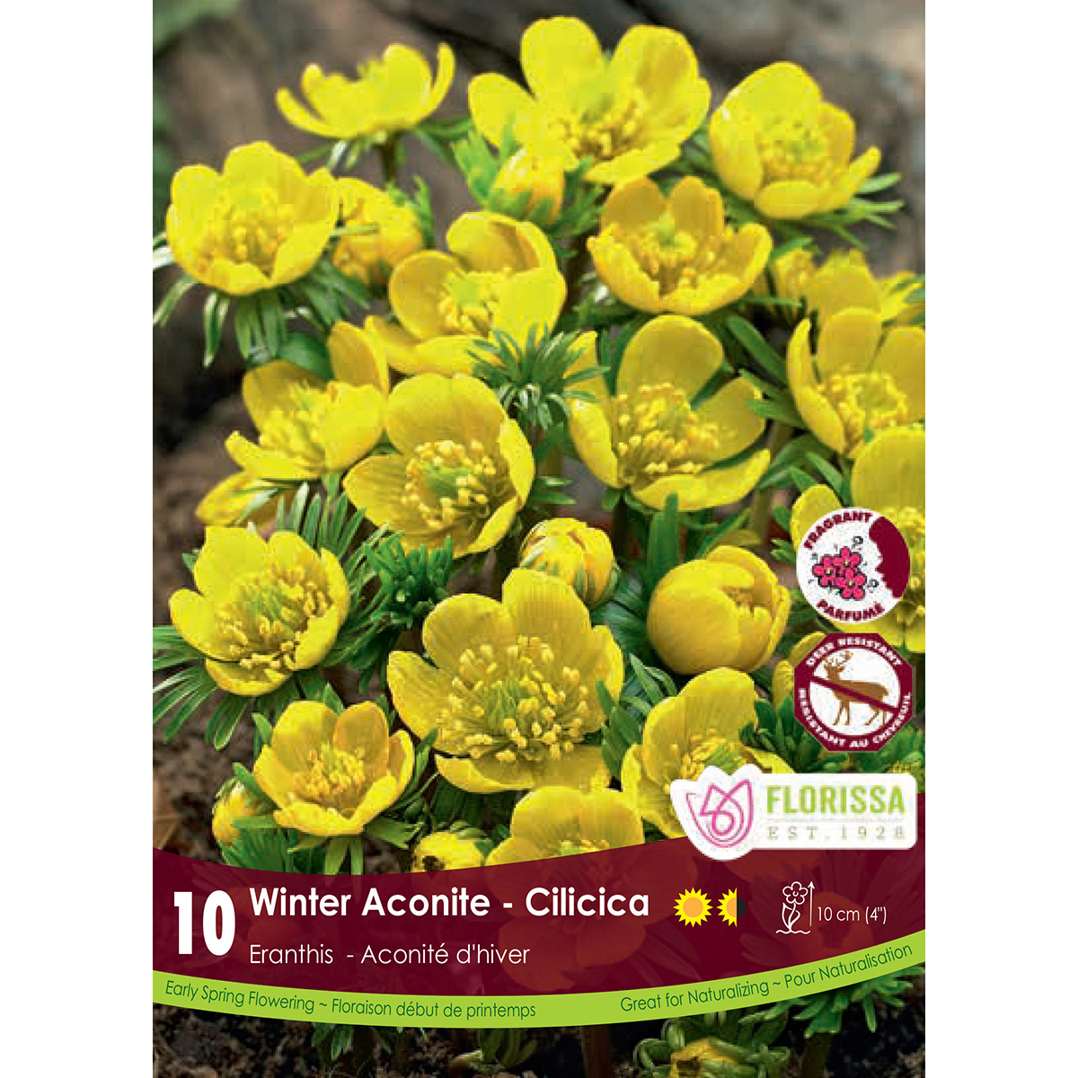 Eranthis 'Cilicica' Bulbs 10PK