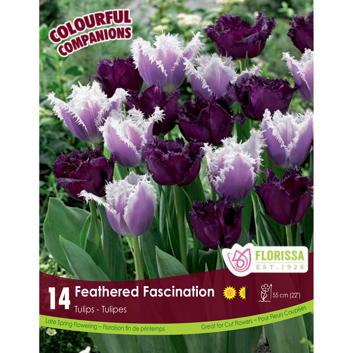 Colourful Companions Tulipa 'Feathered Fascination' Bulbs 14PK