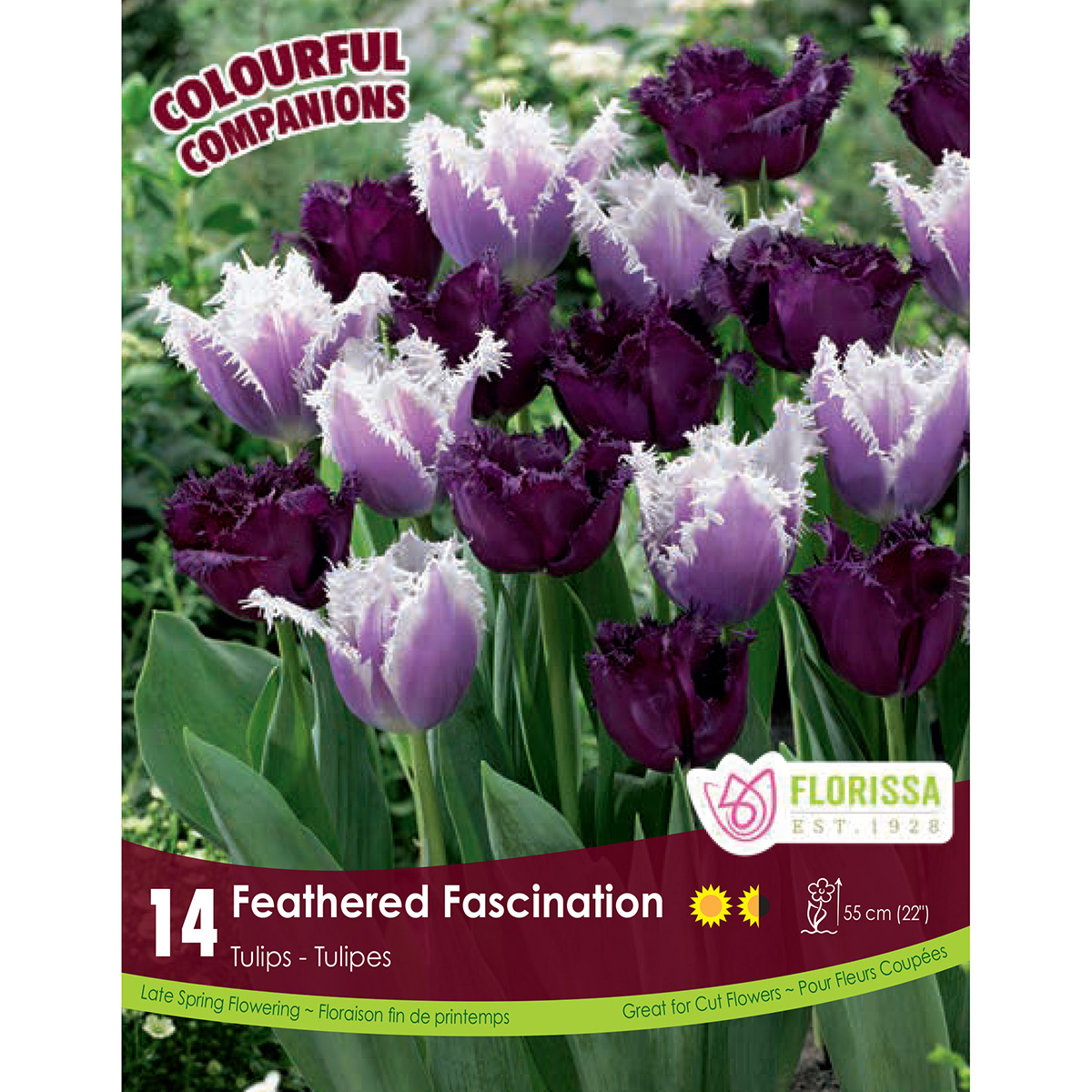 Colourful Companions Tulipa 'Feathered Fascination' Bulbs