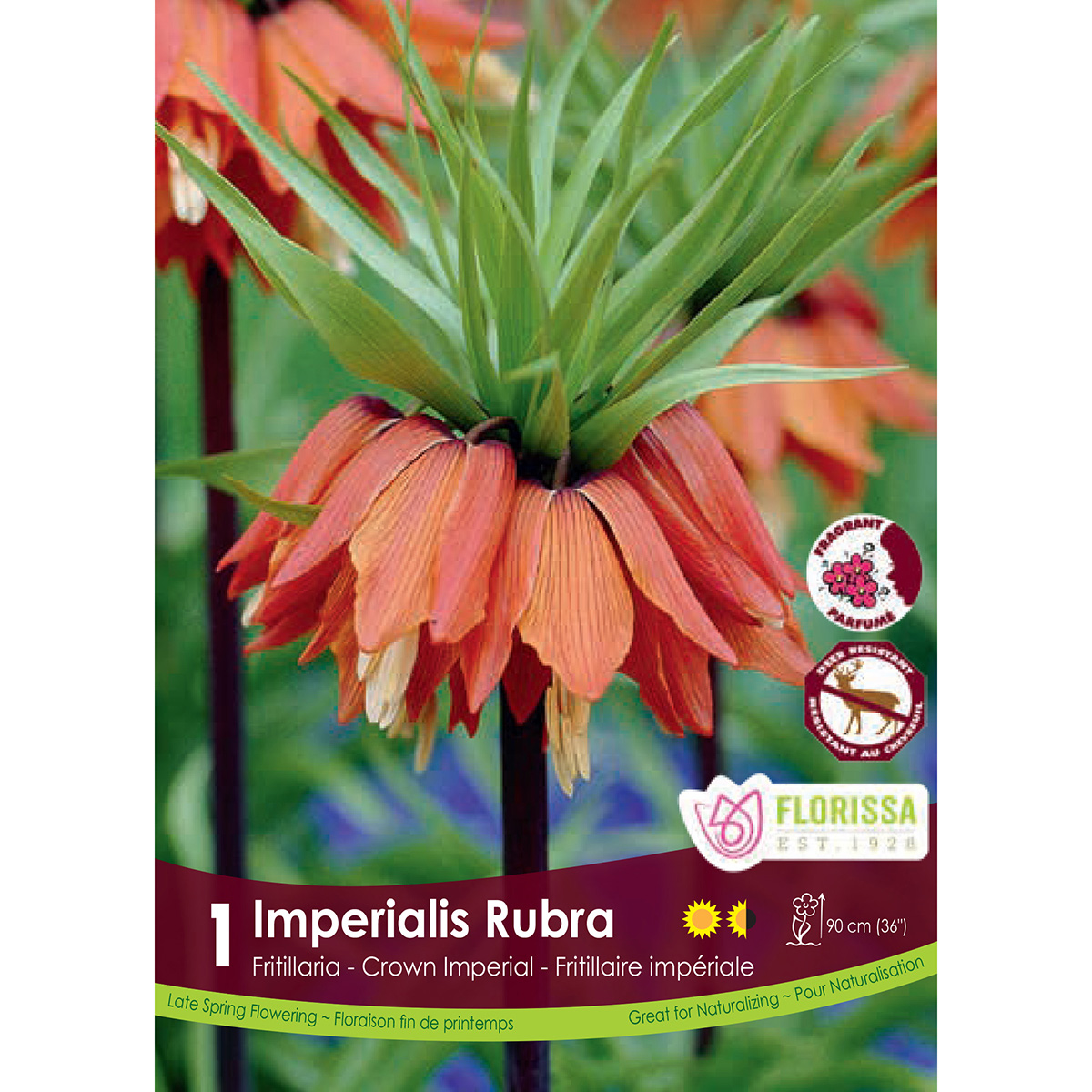 Bulb_Fritillaria_Imperialis_Rubra.jpg