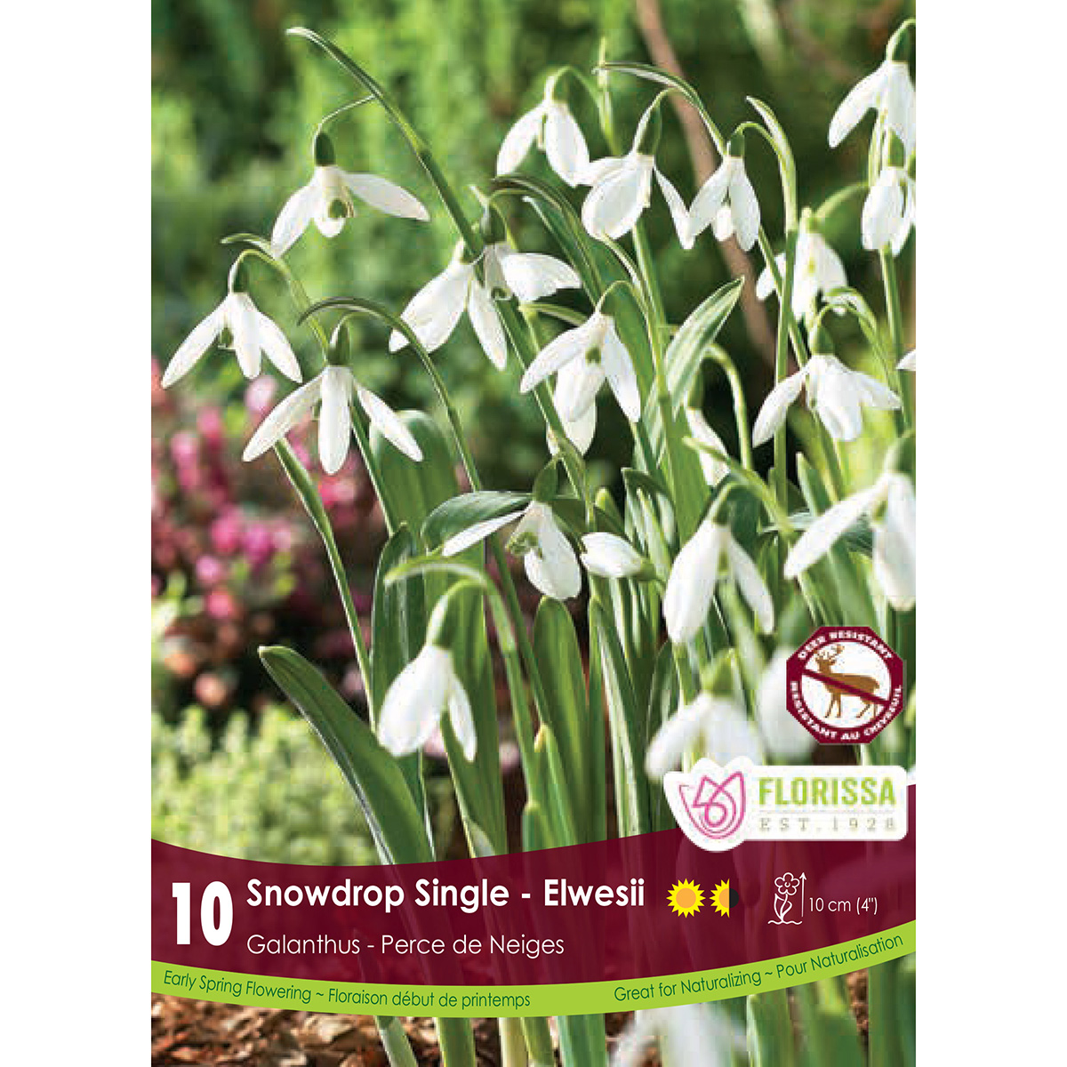 Galanthus 'Elwesii' Bulbs 10PK