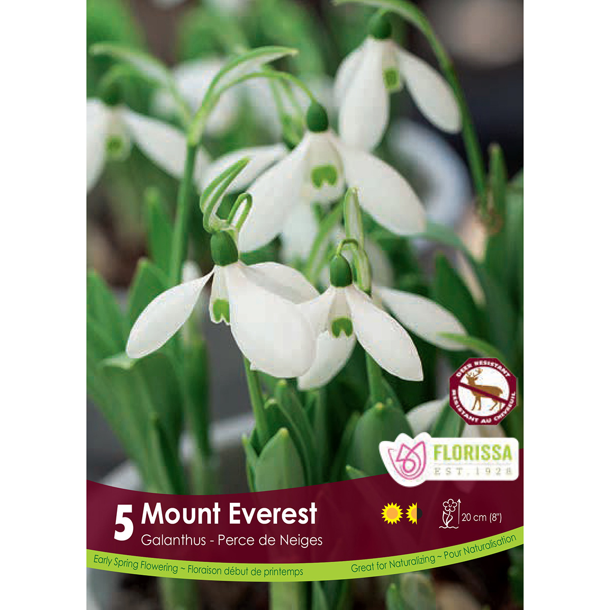 Galanthus 'Mount Everest' Bulbs 1PK