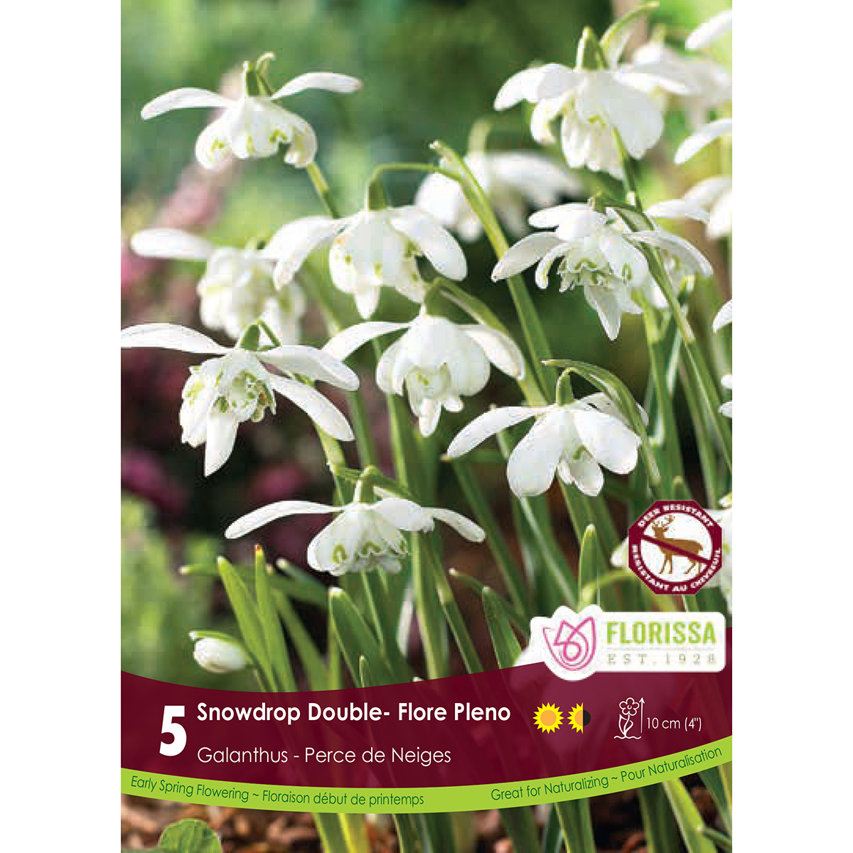 Galanthus 'Floreo Pleno' Bulbs 5PK