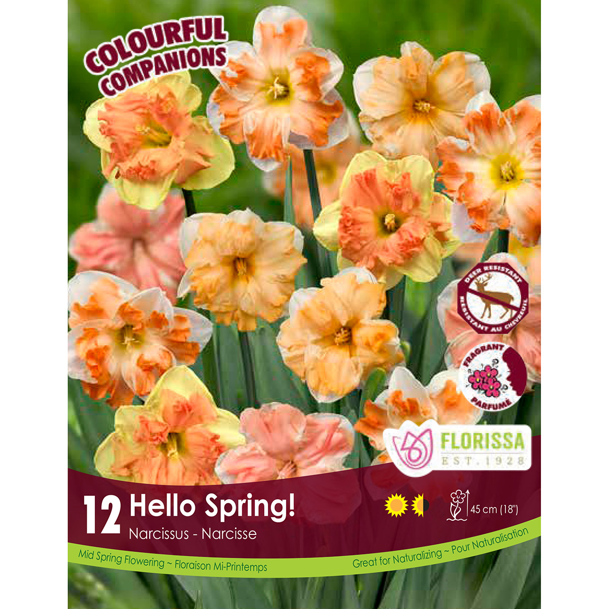 Colourful Companions Narcissus 'Hello Spring' Bulbs 12Pk