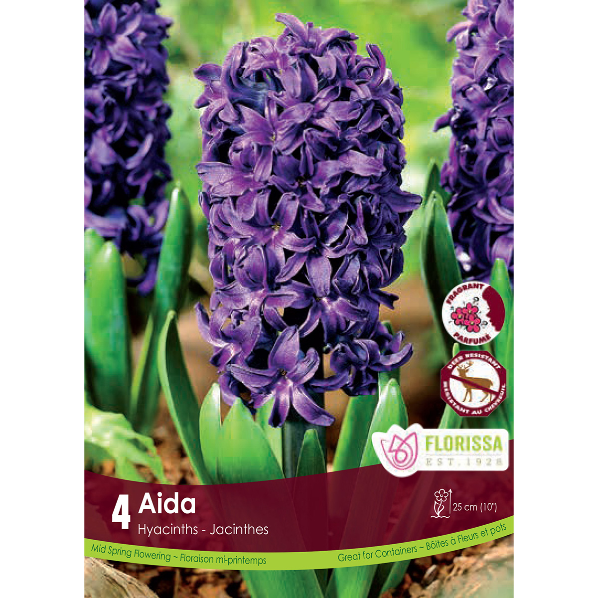 Hyacinthus 'Aida' Bulbs 4Pk