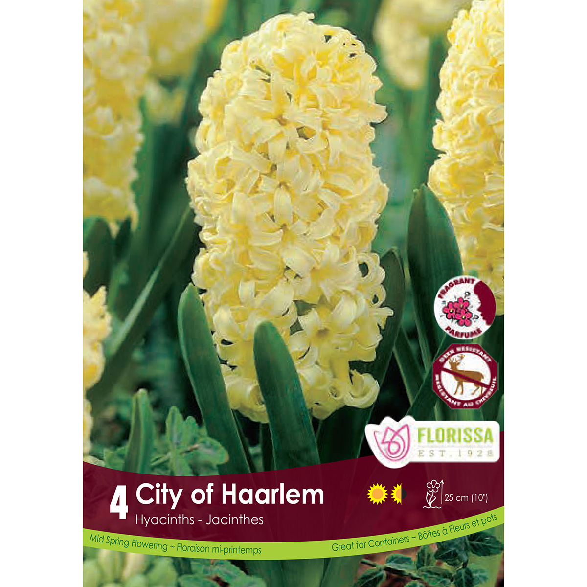 Hyacinthus 'City of Harlem'  Bulbs 4Pk