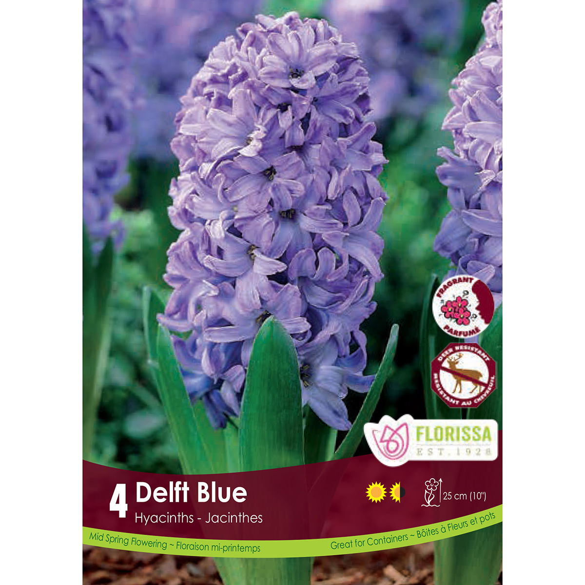 Hyacinthus 'Delft Blue'  4Pk