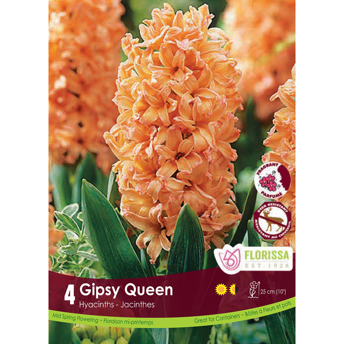 Hyacinthus 'Gipsy Queen' Bulbs 4PK